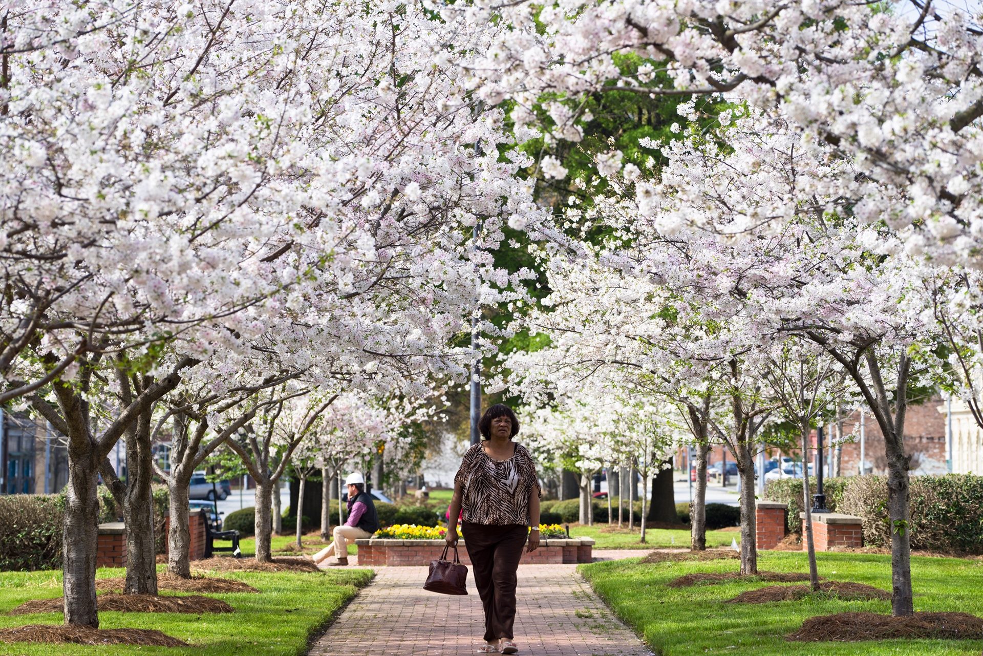 Cherry Blossom Trail, Downtown Macon